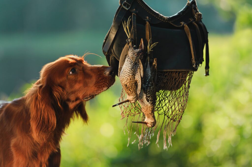 Pourquoi les chasseurs français aiment-ils Irlande?