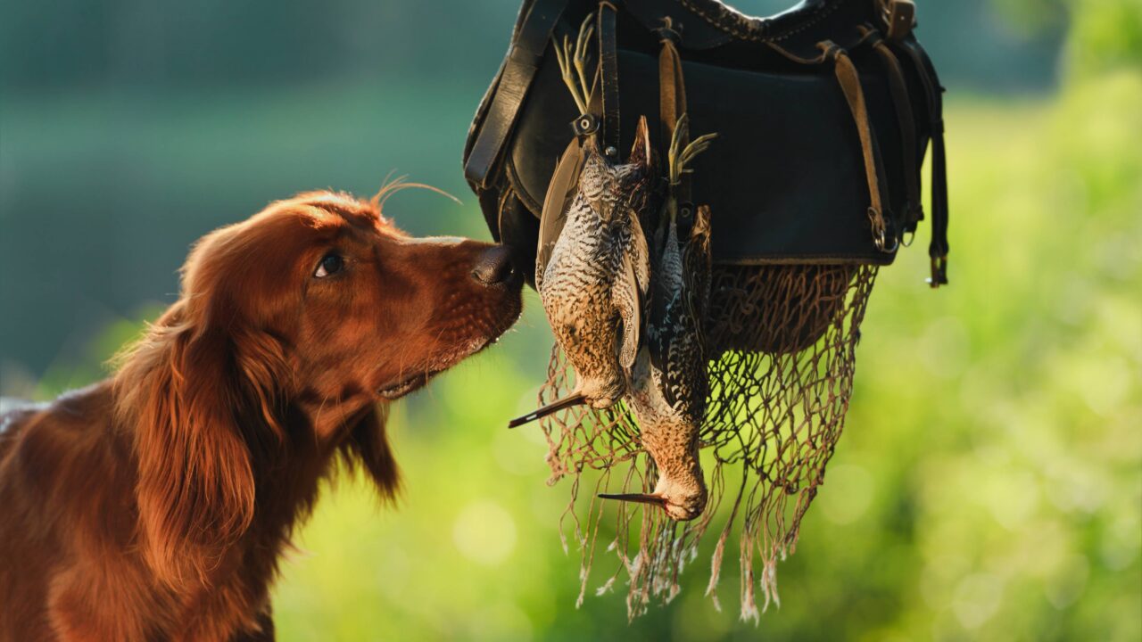Pourquoi les chasseurs français aiment-ils Irlande?