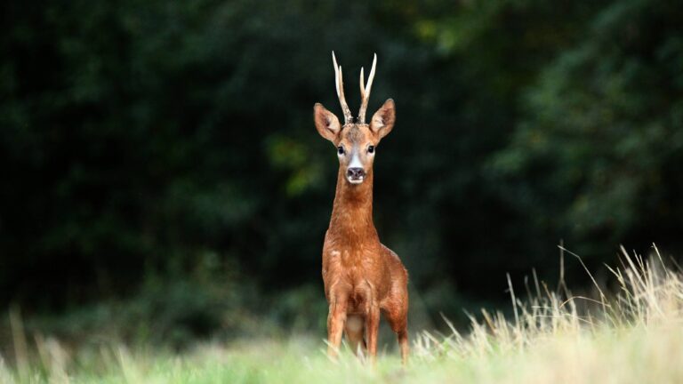 Quel télémètre choisir pour la chasse ?