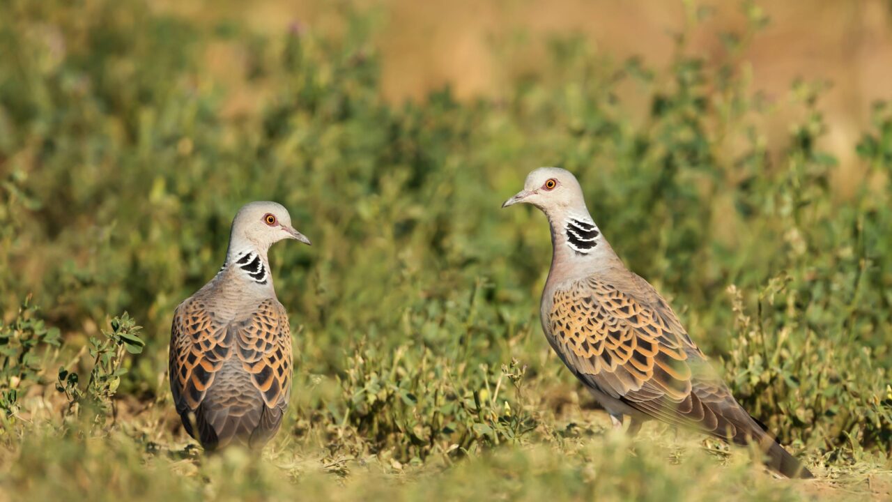 La tourterelle des bois  en France