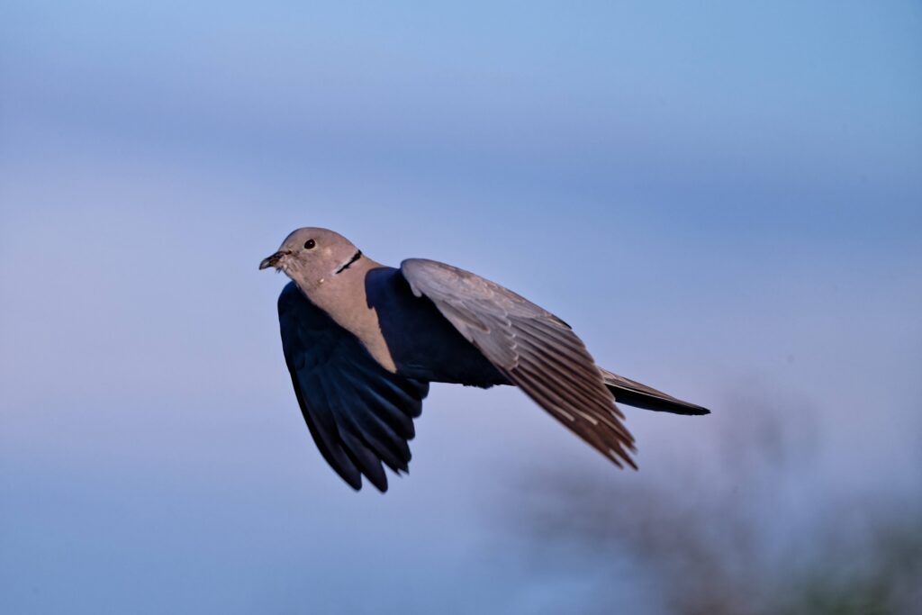 La tourterelle turque en France