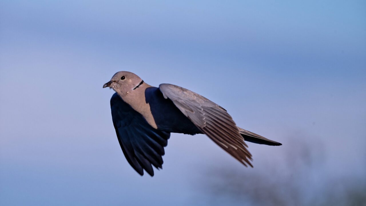 La tourterelle turque en France