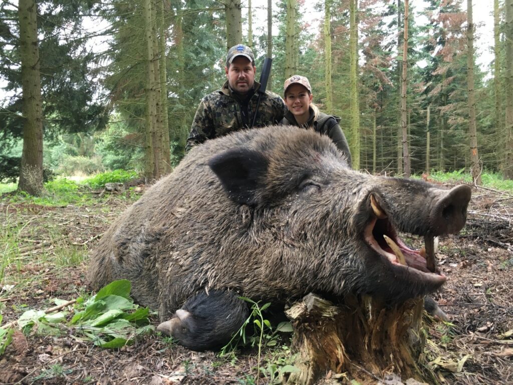 Quel est le plus gros sanglier du monde ?