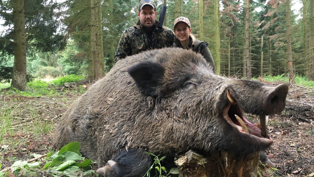 Quel est le plus gros sanglier du monde ?