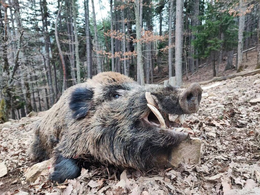 Quel est le plus gros sanglier tué en France ?