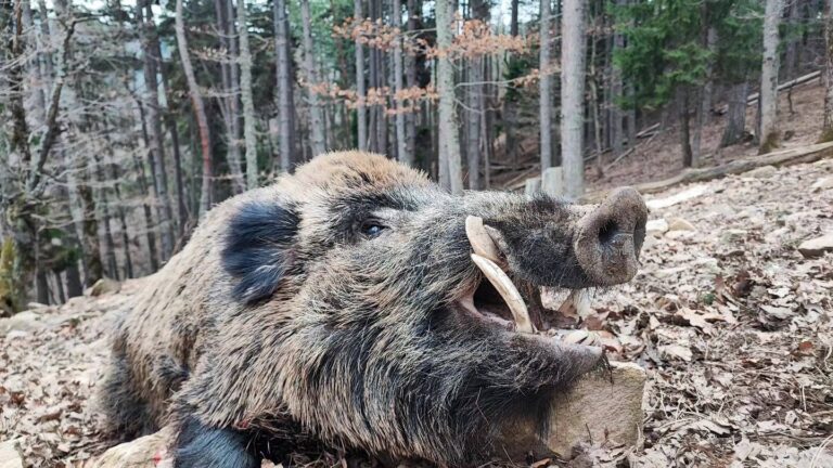 Quel est le plus gros sanglier tué en France ?
