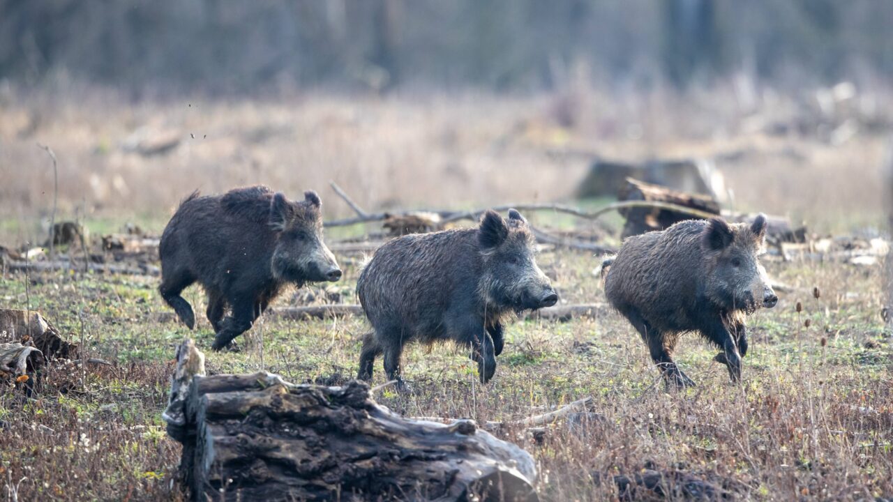 Quel est le nombre de sangliers tués en France ?