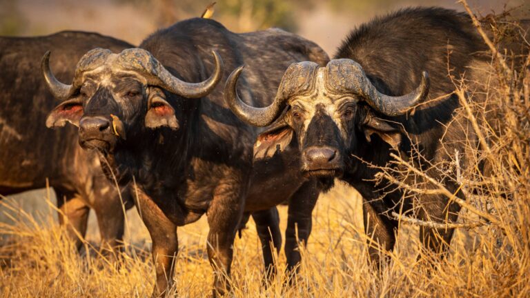 Chasse en Afrique du Sud : le royaume du grand gibier africain