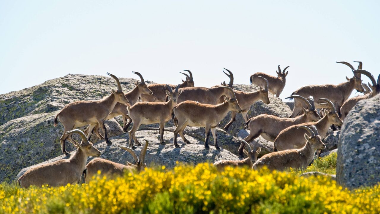 Chasse en Espagne : traditions, passion et soleil ibérique
