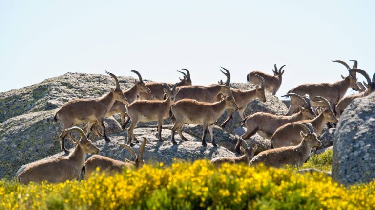 Chasse en Espagne : traditions, passion et soleil ibérique