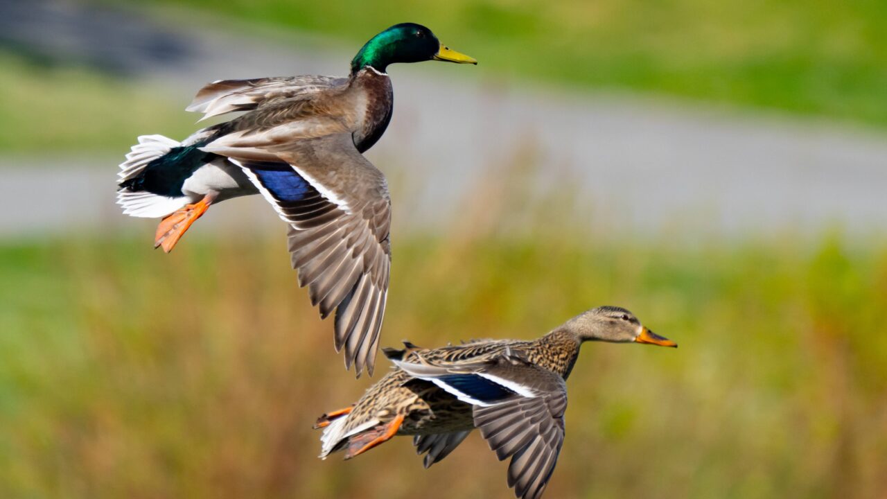 Le colvert en France