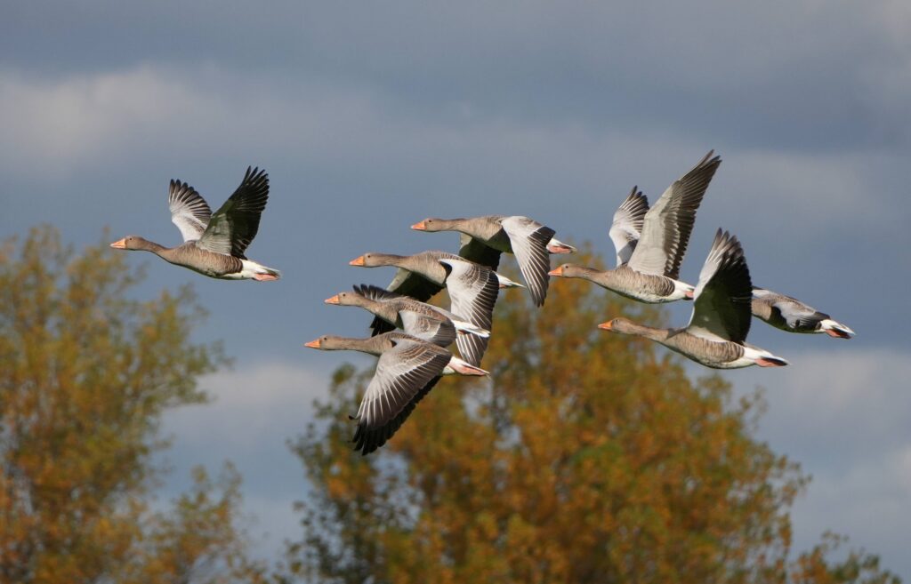 L’oie cendrée en France