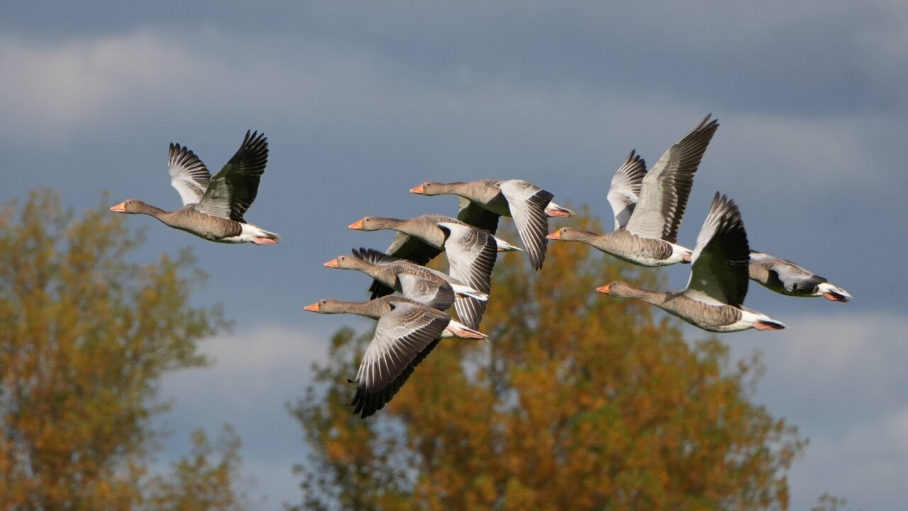 L’oie cendrée en France