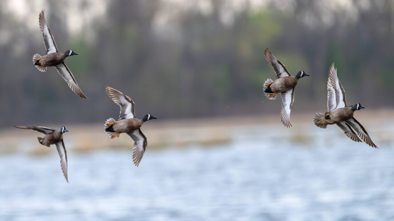 Brenne : les chasseurs créent des observatoires pour le grand public