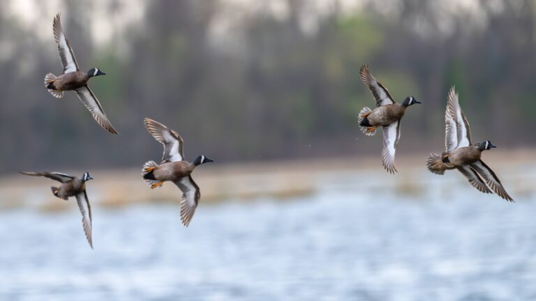 Brenne : les chasseurs créent des observatoires pour le grand public