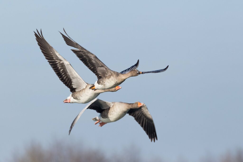 L’oie des moissons en France