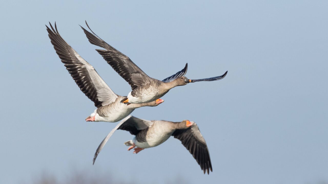 L’oie des moissons en France