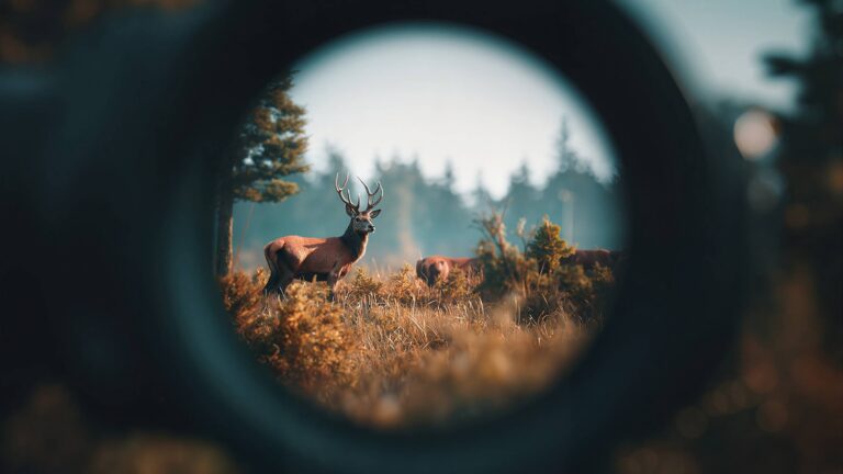 Les meilleures lunettes d’approche disponibles en France en 2025