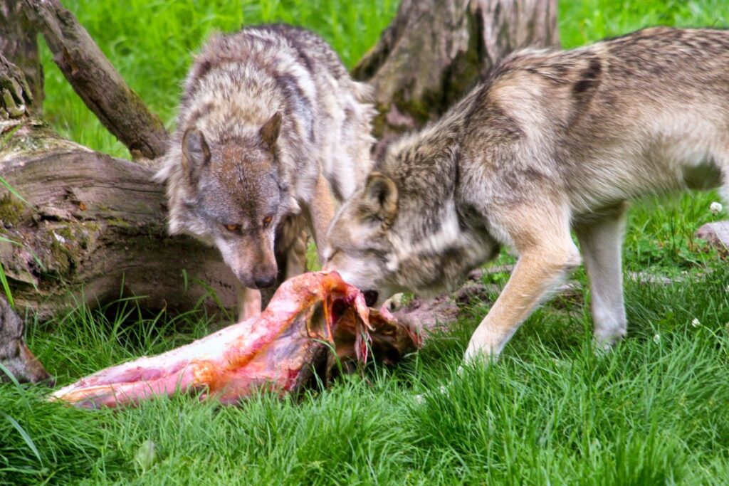 Meutes de loups dévorant une proie
