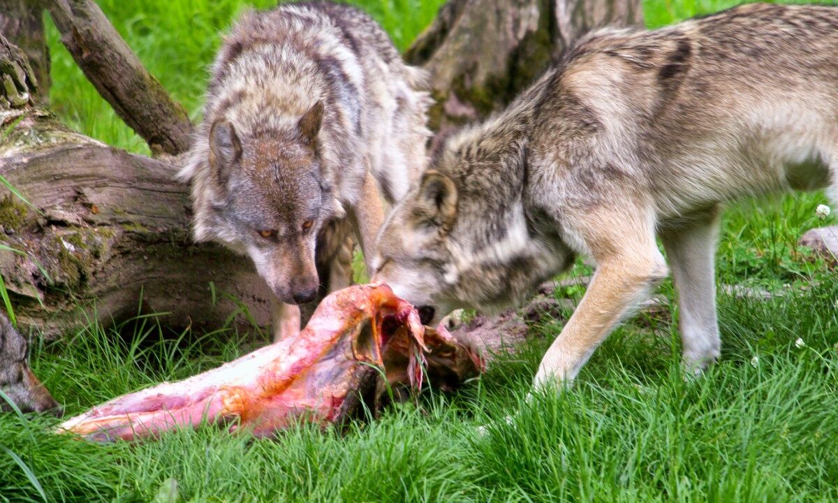 Meutes de loups dévorant une proie