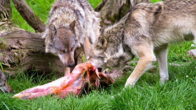 Meutes de loups dévorant une proie