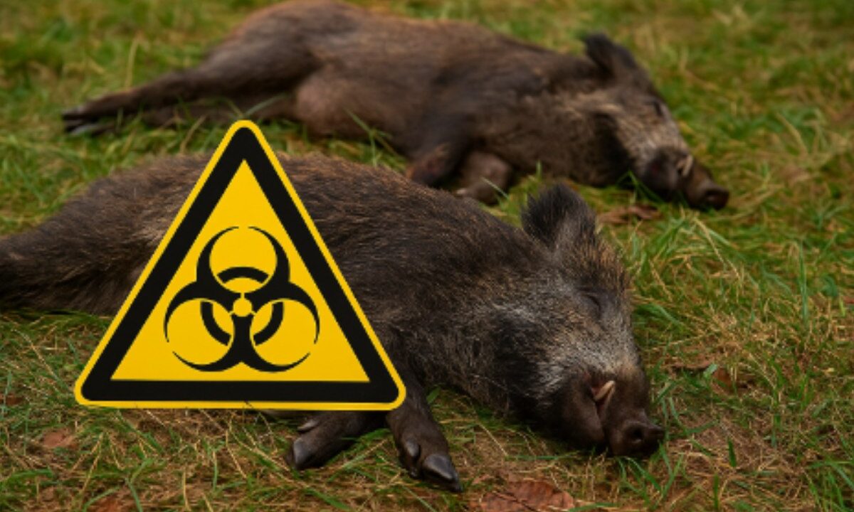 Sangliers morts de peste porcine Africaine Espagne