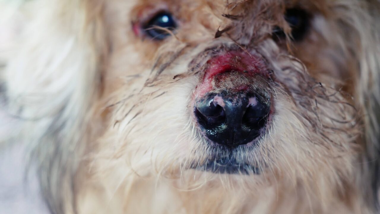 Les blessures les plus graves infligées par un sanglier