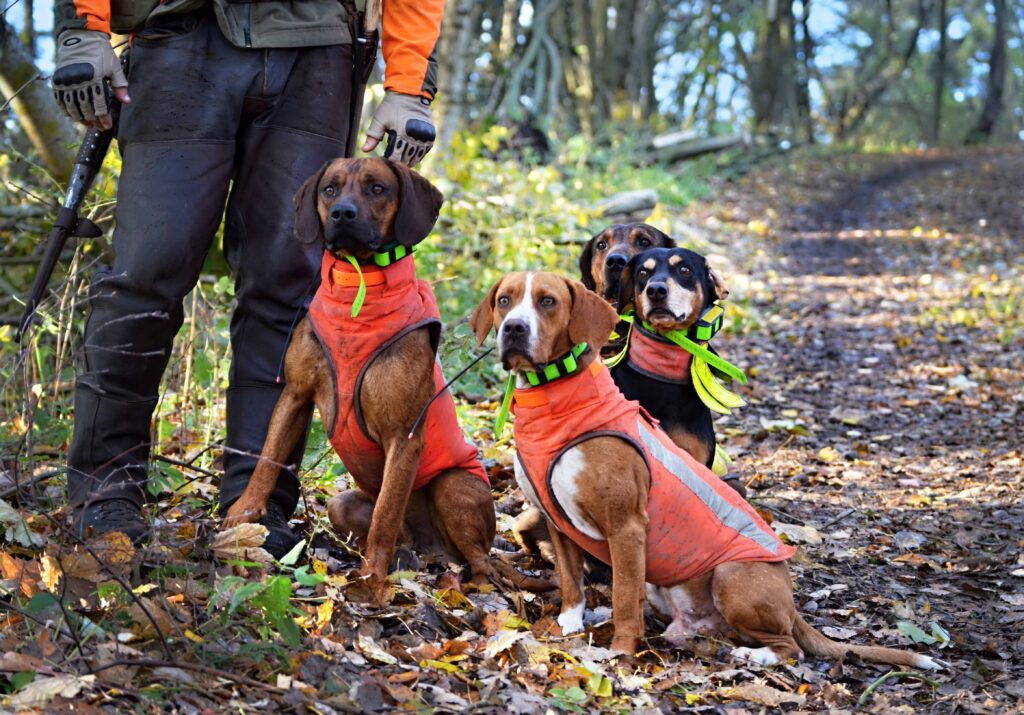 Gilets de protection pour chiens de chasse au sanglier : comment faire le bon choix ?