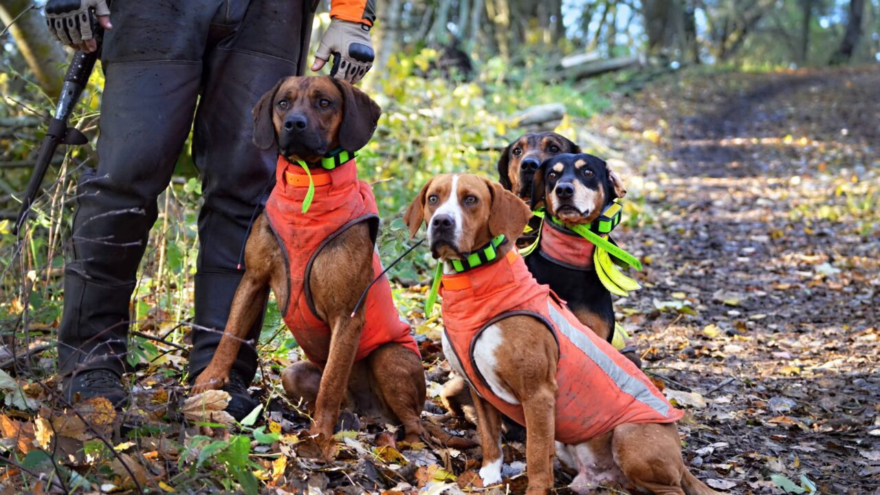 Gilets de protection pour chiens de chasse au sanglier : comment faire le bon choix ?