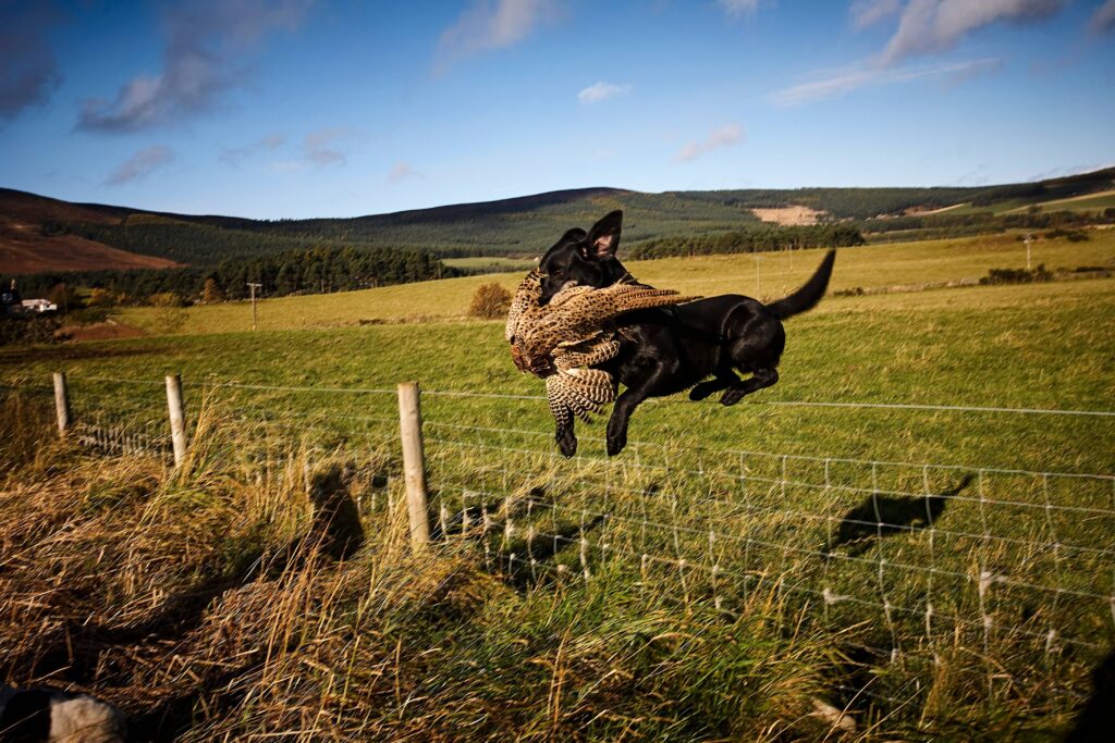 Comment préparer son chien à la prochaine saison de chasse ?