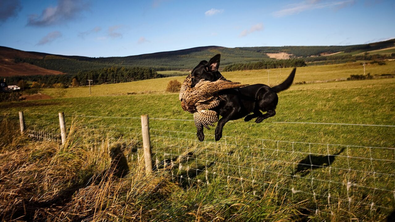 Comment préparer son chien à la prochaine saison de chasse ?
