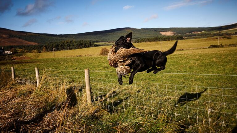Comment préparer son chien à la prochaine saison de chasse ?