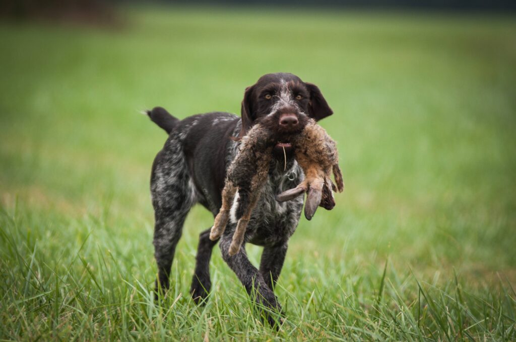 Les blessures les plus courantes chez les chiens de chasse : comment les éviter ?
