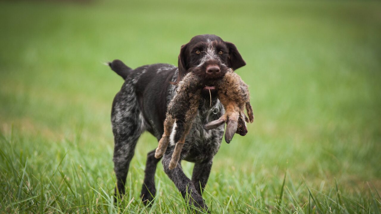 Les blessures les plus courantes chez les chiens de chasse : comment les éviter ?