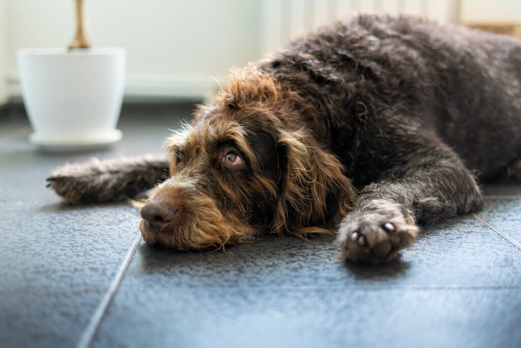 Coup de chaleur : comment protéger un chien de chasse en période estivale ?