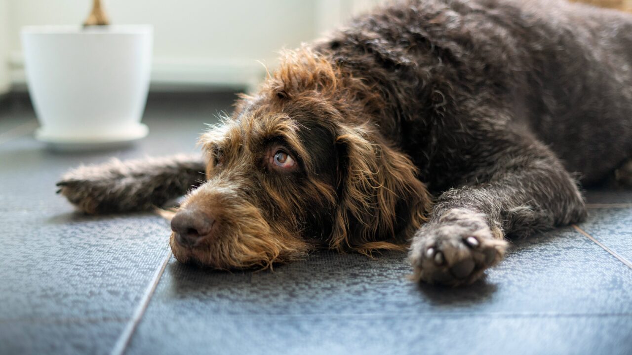 Coup de chaleur : comment protéger un chien de chasse en période estivale ?