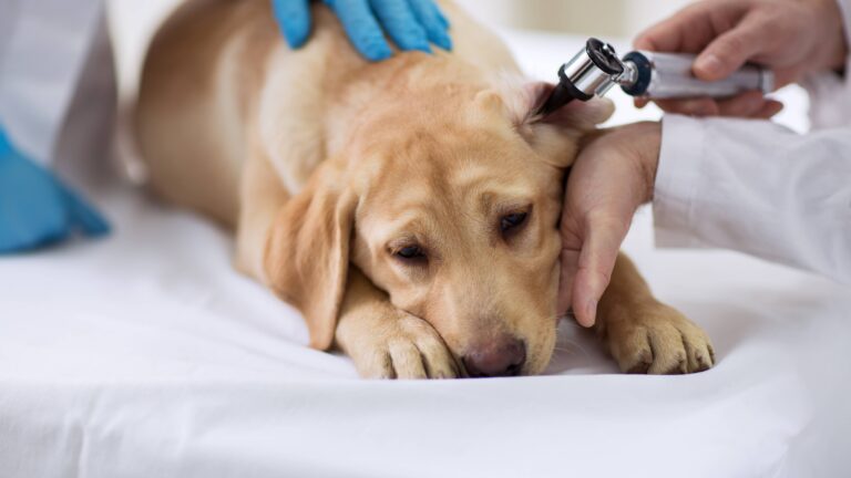 Quels sont les maladies les plus fréquentes chez les chiens de chasse?