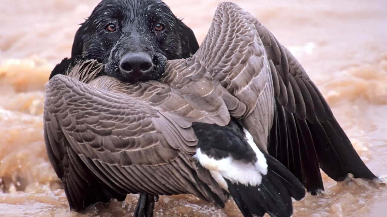 Hypothermie et froid : comment protéger son chien après une sortie dans l’eau glacée ?