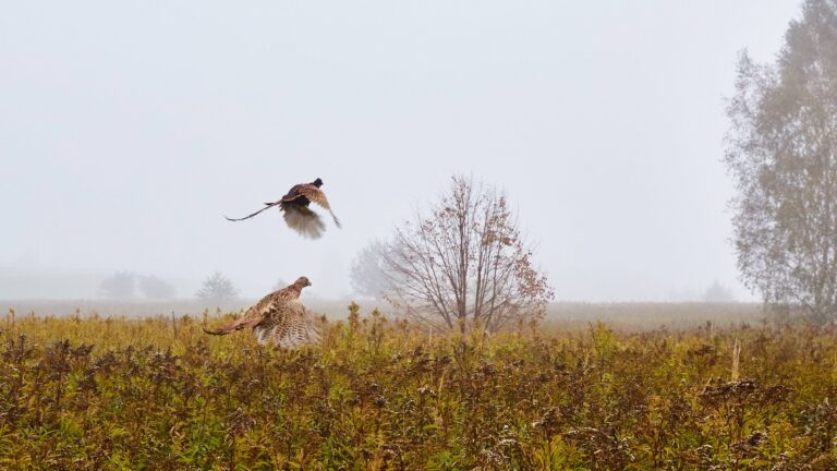 Journée de chasse à l’Aubépine