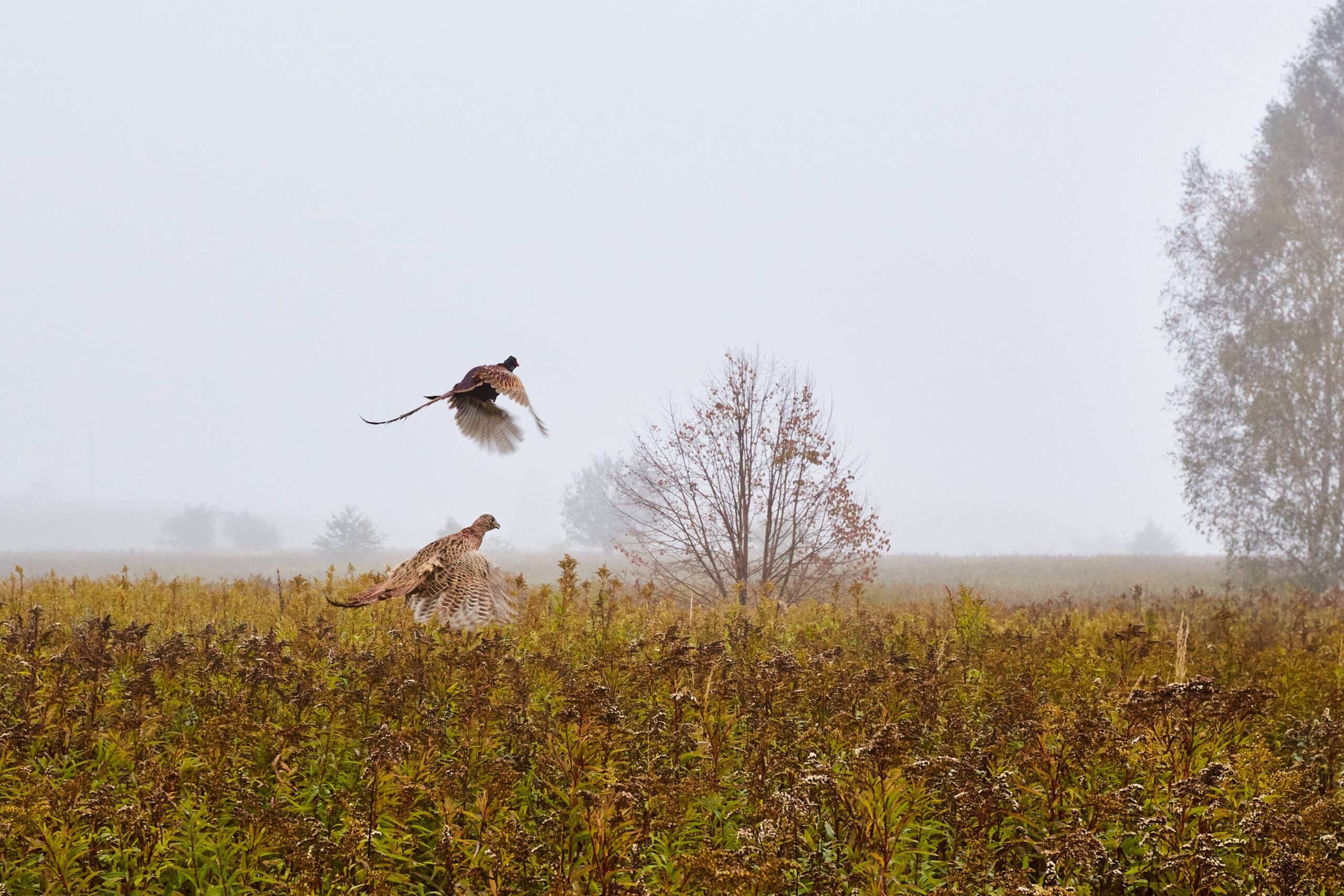 Journée de chasse à l&rsquo;Aubépine