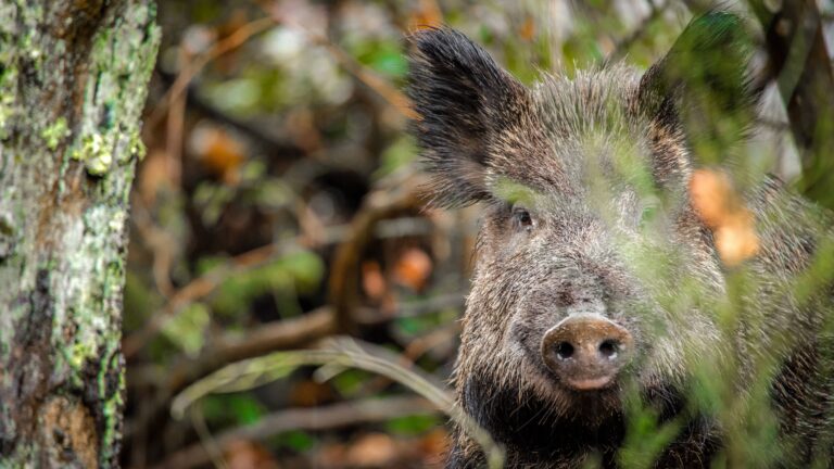 Gard : un sanglier percute un père et son fils, l’un évacué par hélicoptère