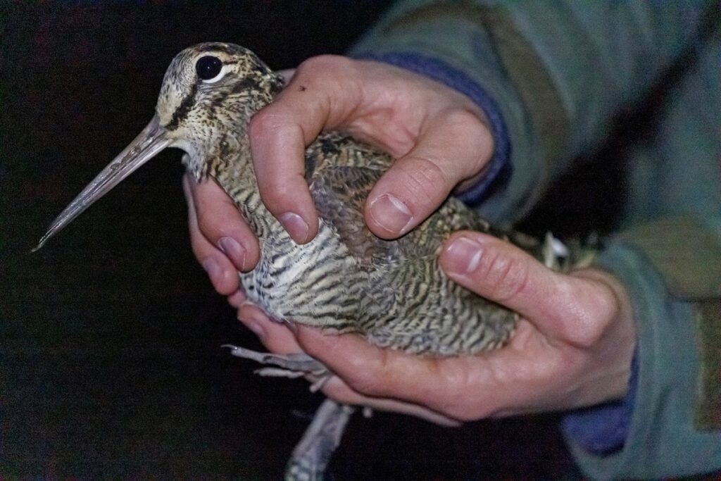 Baguage Bécasse des bois Doubs