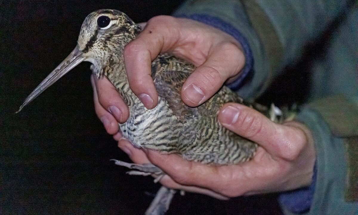 Baguage Bécasse des bois Doubs