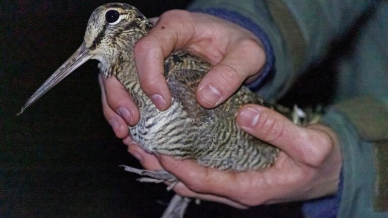 Doubs: 2 bécasses baguées retrouvées 6 ans plus tard au même endroit !