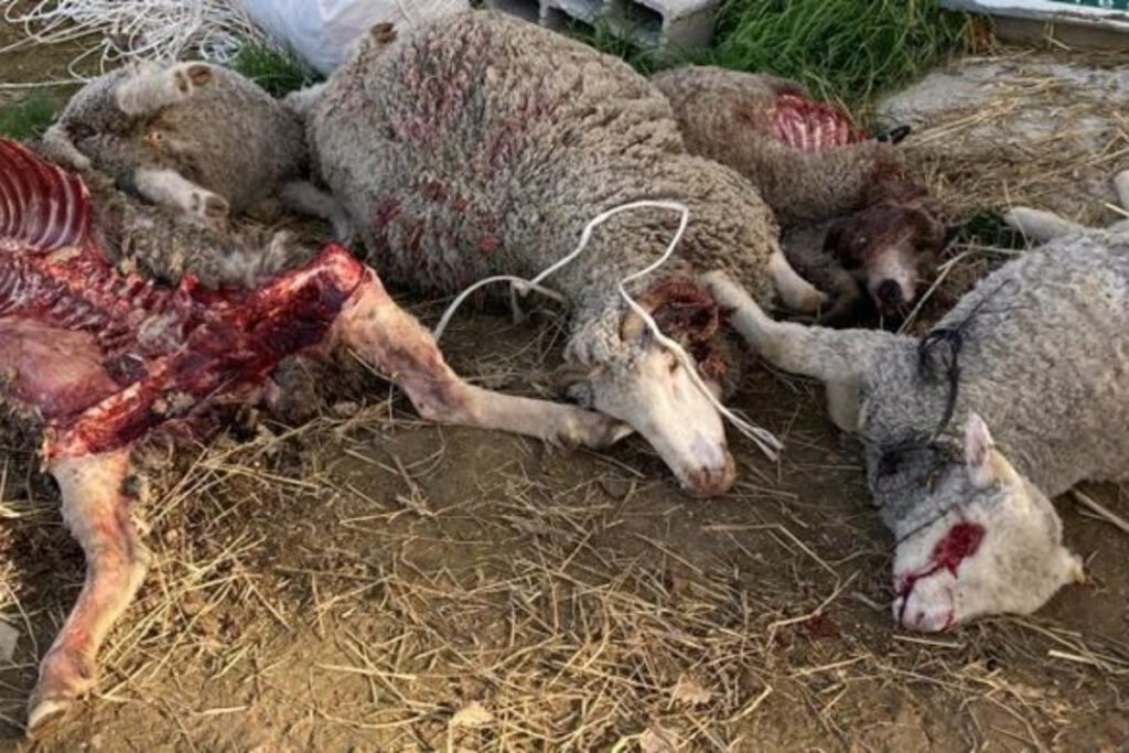 Brebis dévorées par le loup