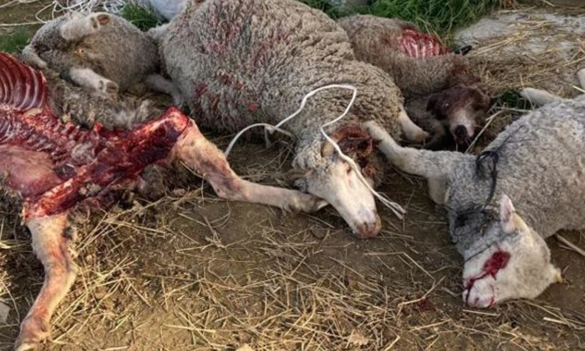 Brebis dévorées par le loup
