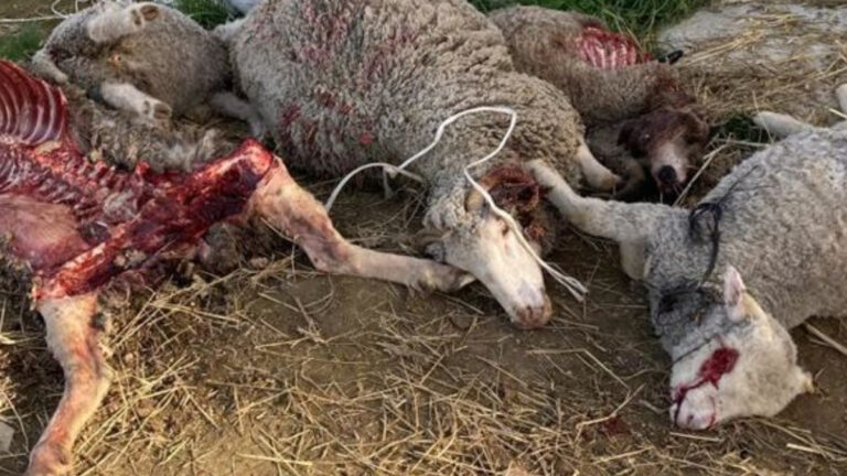 Brebis dévorées par le loup