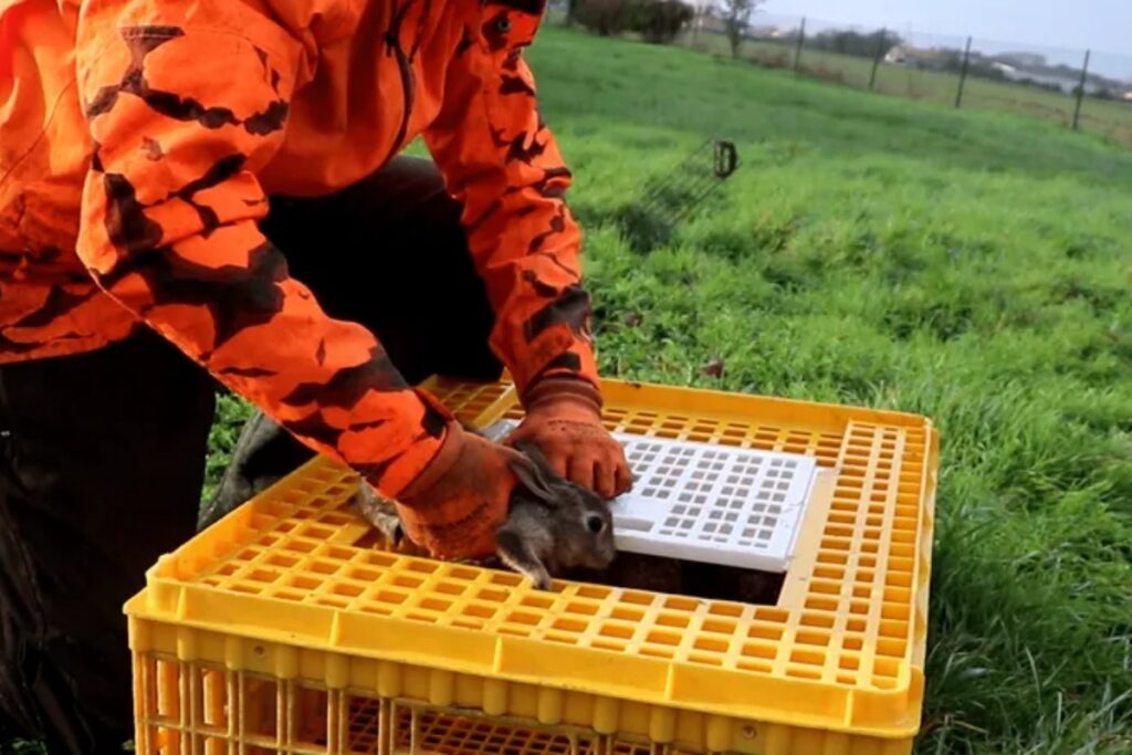 Capture de lapin de Garenne pour réintroduction FDC 31