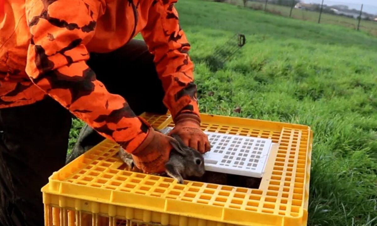 Capture de lapin de Garenne pour réintroduction FDC 31