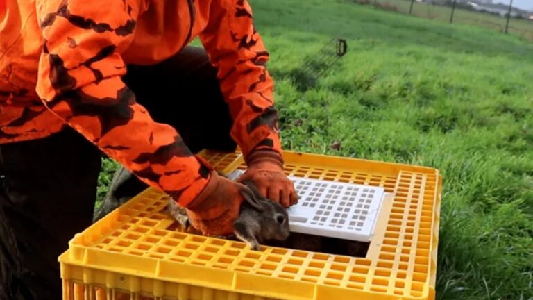 Haute-Garonne : Les chasseurs mobilisés pour le retour du lapin de garenne